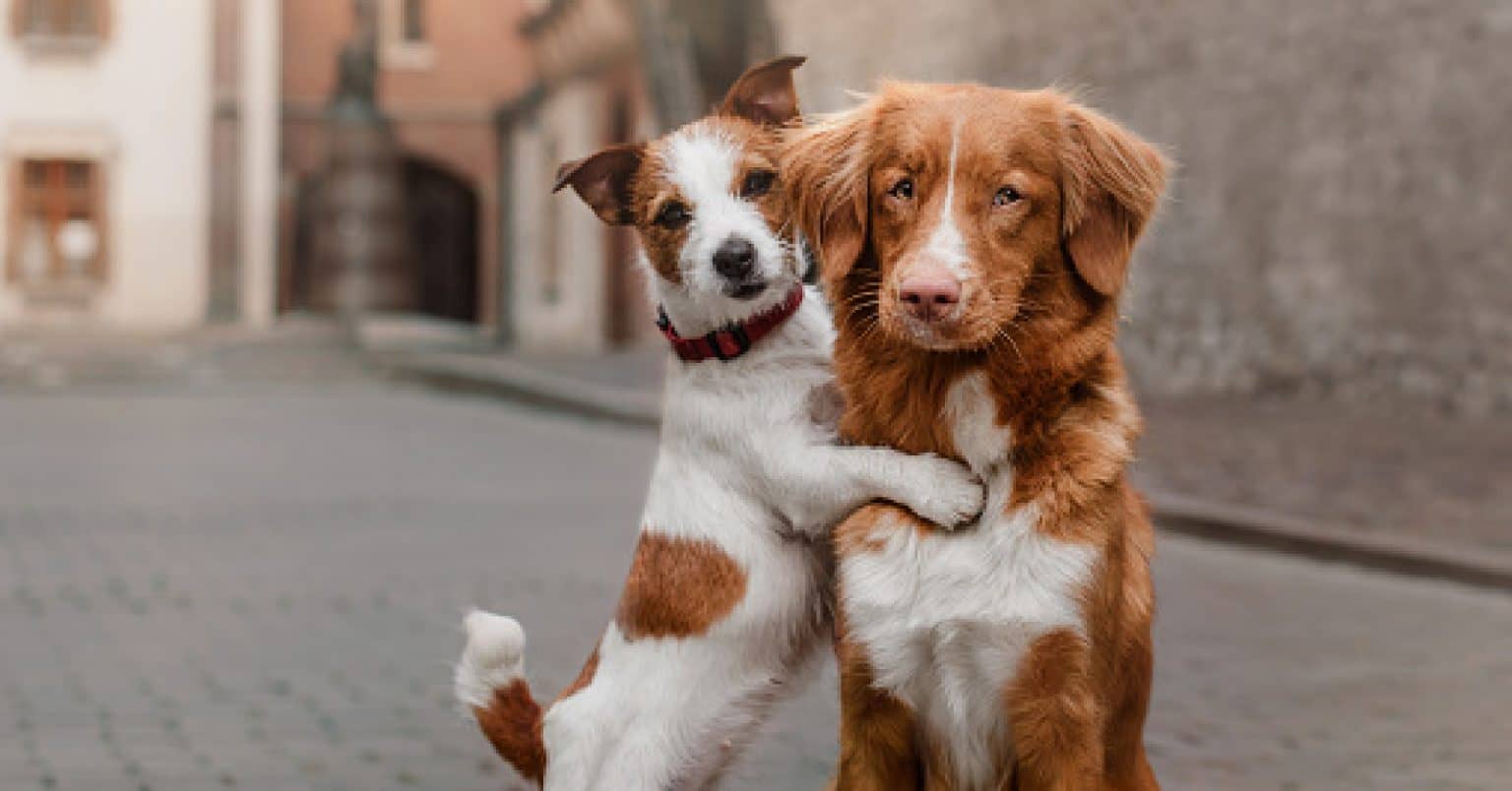 A 7Step Guide on Introducing a Puppy to a Dominant Dog DogVills