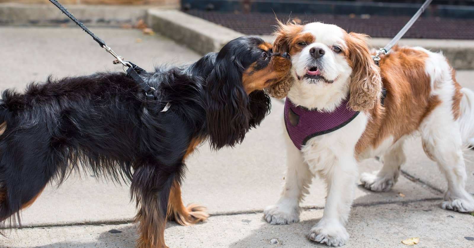 7 Practical Tips on How to Introduce a Visiting Dog to Your Dog DogVills