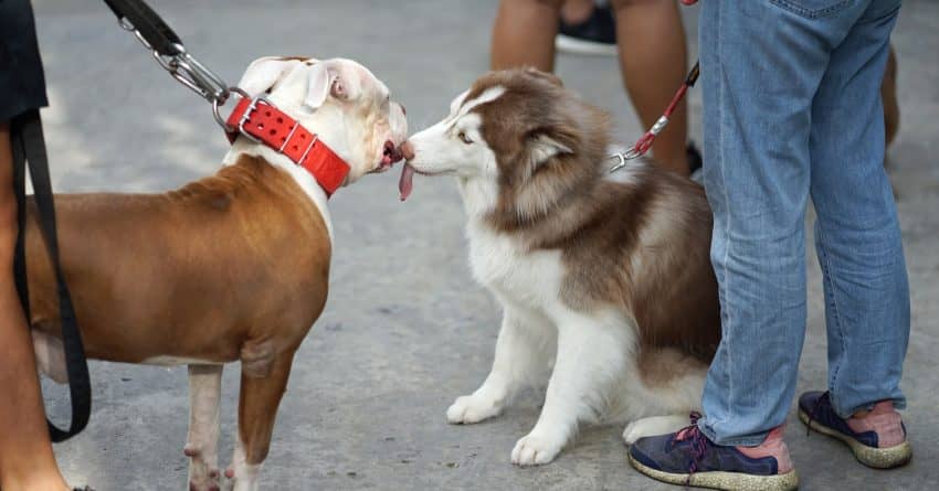 7 Practical Tips on How to Introduce a Visiting Dog to