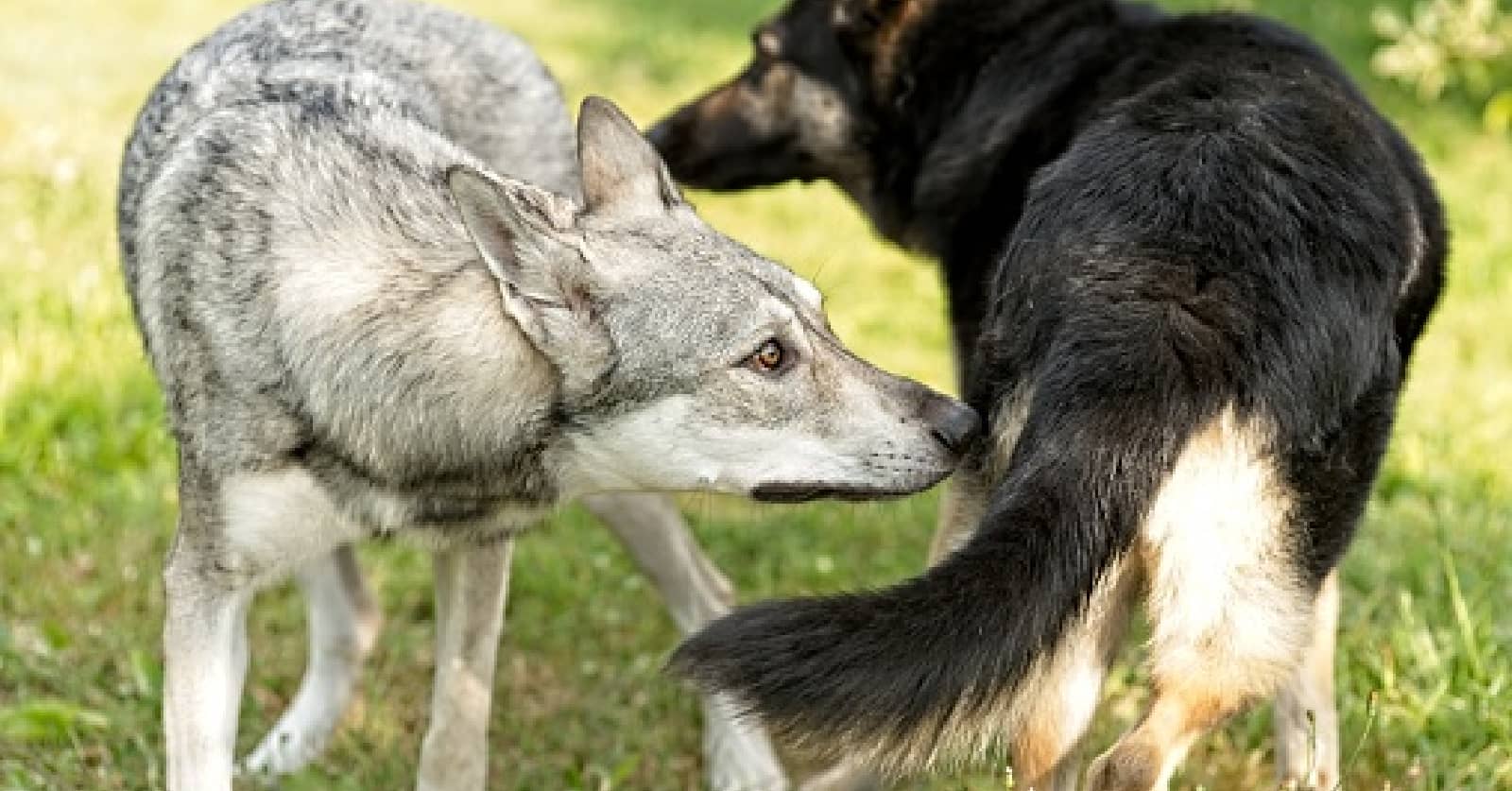 7 Practical Tips on How to Introduce a Visiting Dog to Your Dog DogVills