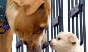 Need to know how to introduce a visiting dog to your dog? We're sharing 7 practical and proven strategies! Take a look!