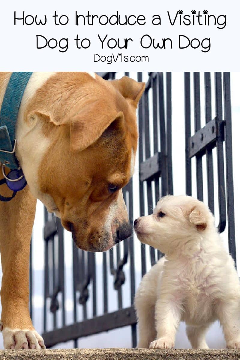7 Practical Tips on How to Introduce a Visiting Dog to Your Dog DogVills
