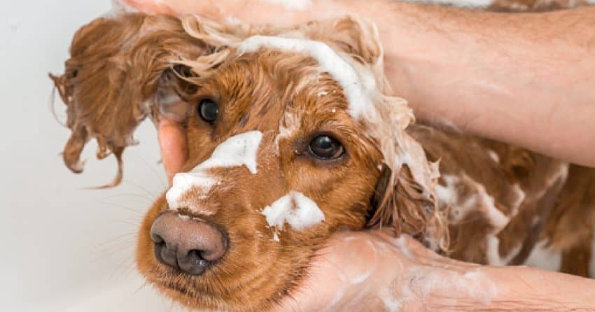 When your pup has sensitive skin, picking the best hypoallergenic dog shampoos and conditioners is vital. Check out 7 we recommend!