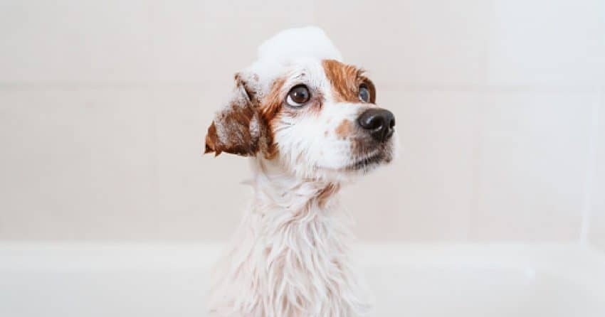 When your pup has sensitive skin, picking the best hypoallergenic dog shampoos and conditioners is vital. Check out 7 we recommend!