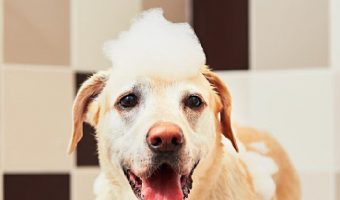 When your pup has sensitive skin, picking the best hypoallergenic dog shampoos and conditioners is vital. Check out 7 we recommend!