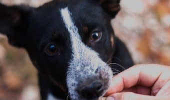 Looking for the best hypoallergenic dog treats to buy for your pup with a sensitive tummy? Check out my top 7 recommendations!