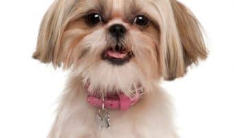 Are you looking for hypoallergenic dogs with low energy? These 7 pups love nothing more than a good cuddle on the couch!
