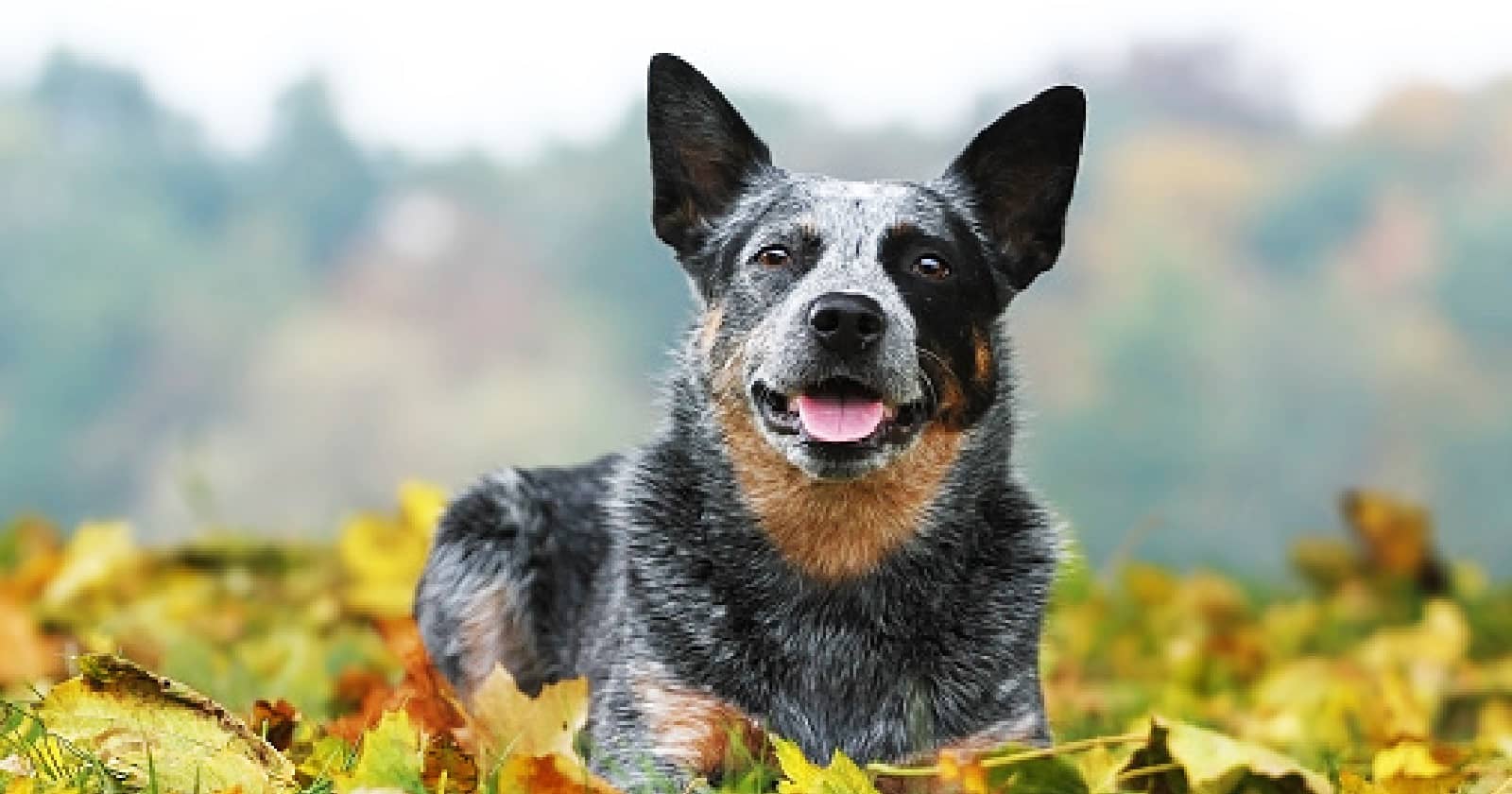 100 Amazing Male & Female Blue Heeler Names - DogVills