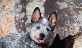 best blue heeler names