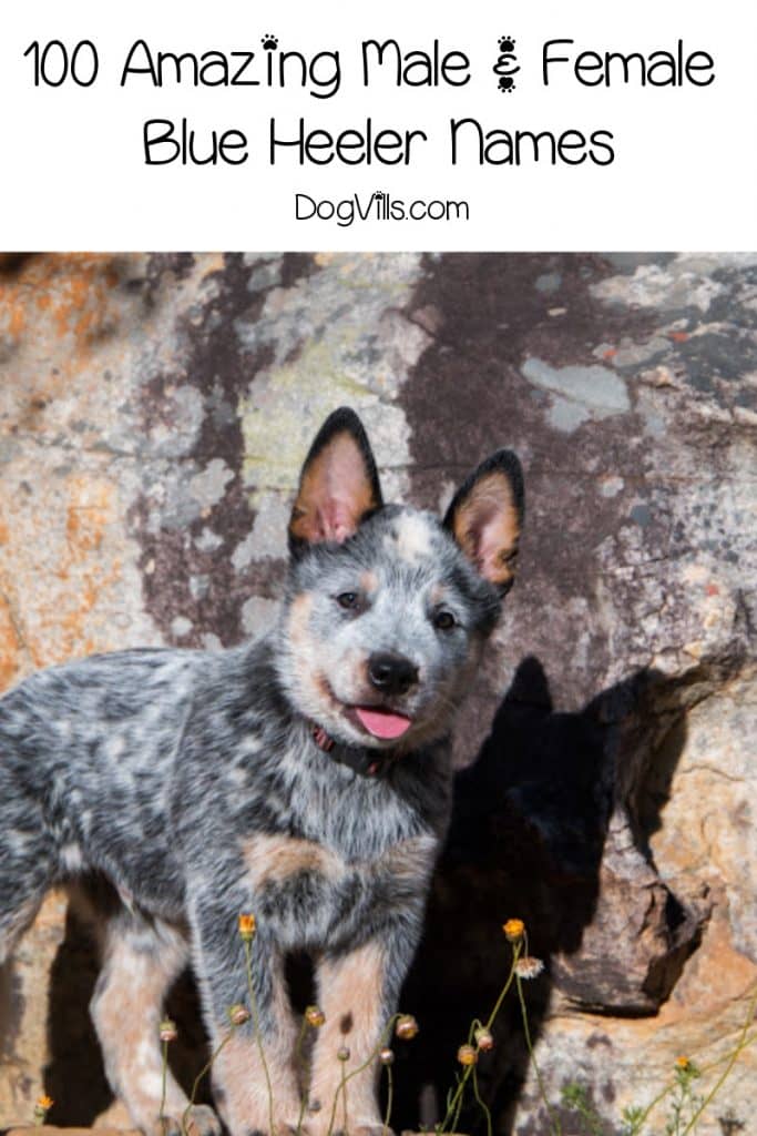 100 Amazing Male & Female Blue Heeler Names - DogVills