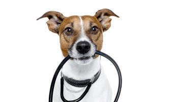 These top 100 medical names for pets make fantastic ideas for doctors, nurses, and first responders. We came up with 50 each for boys and girls! Check them out!