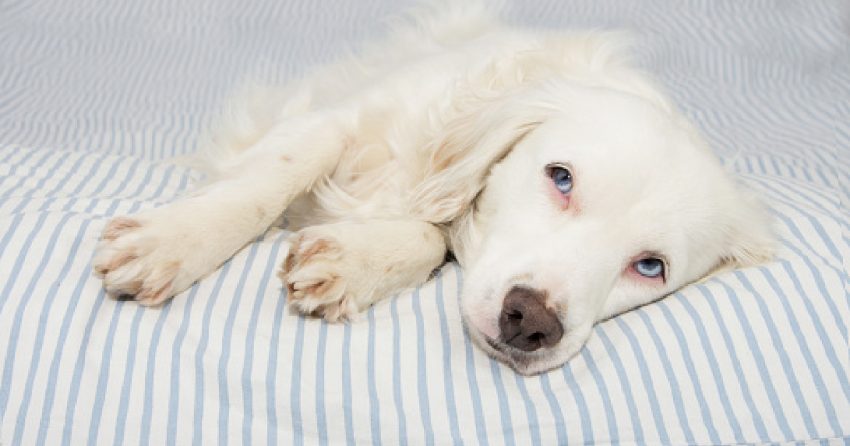 My Dog is Dying, and I Can't Afford a Vet: Should I Euthanize At Home?