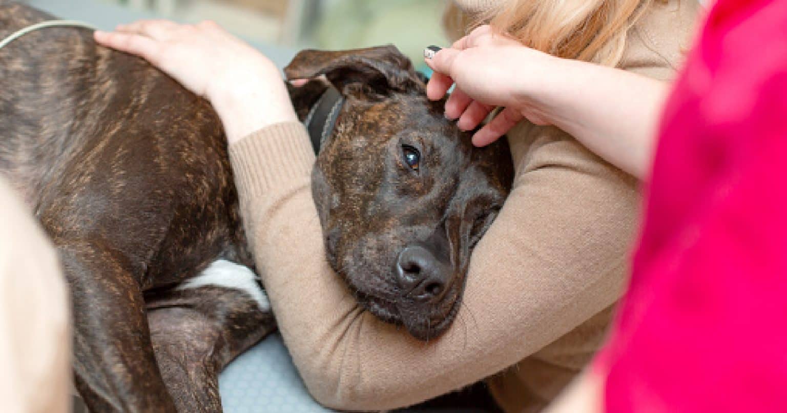 My Dog is Dying, and I Can't Afford a Vet Should I Euthanize At Home?