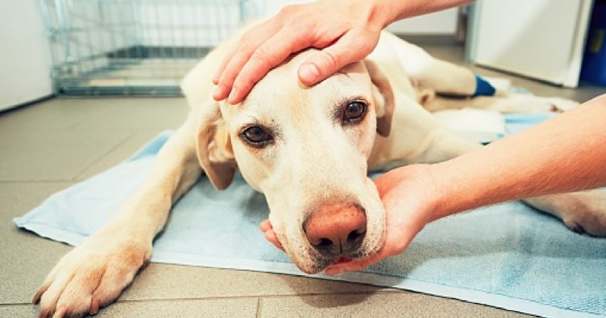 "My dog ​​is dying, but I can't afford a vet" is a common topic today.  We'll discuss resources for when a dog is dying and finance are tight.