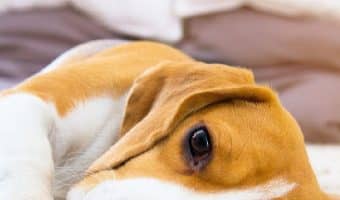 "My dog is dying, but I can't afford a vet" is a common topic today. We'll discuss resources for when a dog is dying and finance are tight.