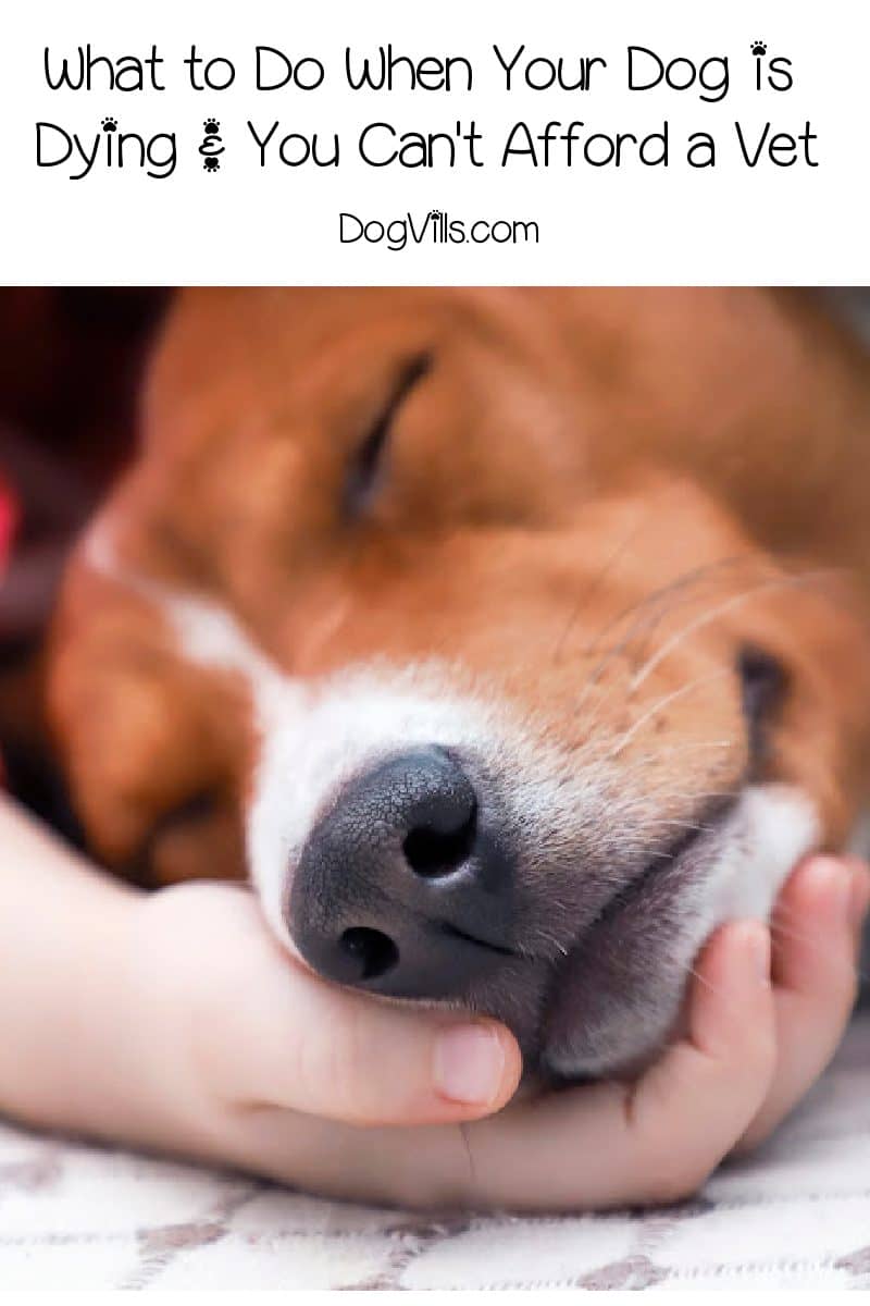 My Dog is Dying, and I Can't Afford a Vet: Should I Euthanize At Home?