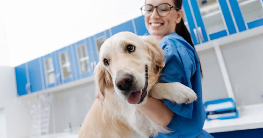 Looking for some cute paramedic dog tags? We think our top picks are just perfect for both pups and people! Check them out!