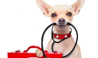 Looking for some cute paramedic dog tags? We think our top picks are just perfect for both pups and people! Check them out!