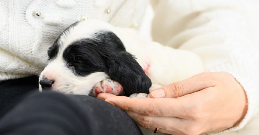 "Should I let my puppy sleep on my lap?" Wondering the same thing? Read on to find out! Plus, learn why pups love your lap in the first place!