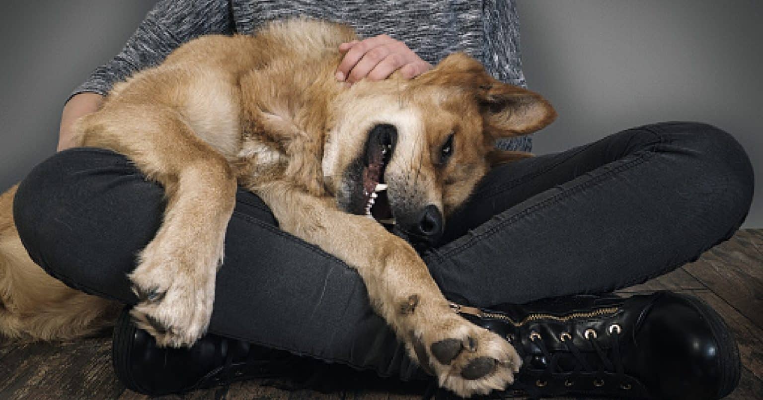 Should I Let My Puppy Sleep On My Lap? DogVills