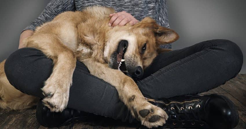 Consequences of letting your puppy sleep on your lap.