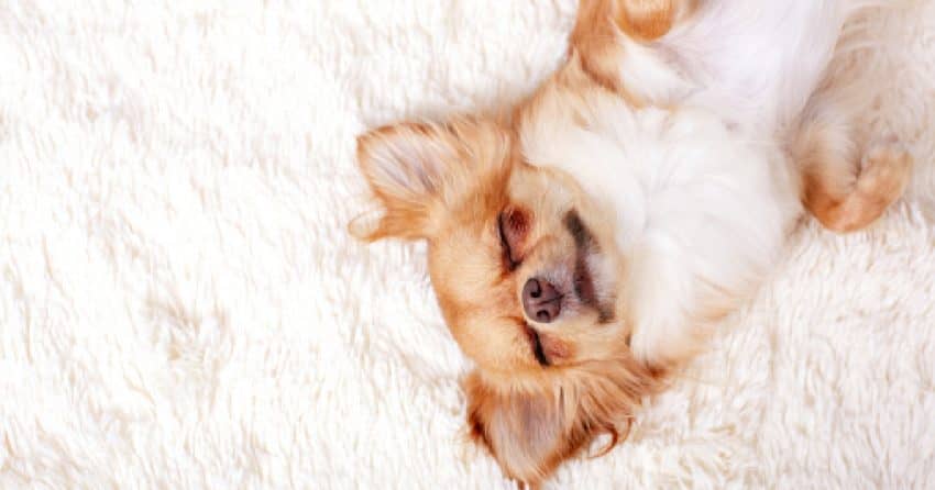 Cute ginger chihuahua a sleep on a white carpet. 