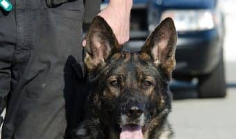 If you're looking for some tough police dog names for your favorite pup, then here is where you should be. Check out 100 that we love!