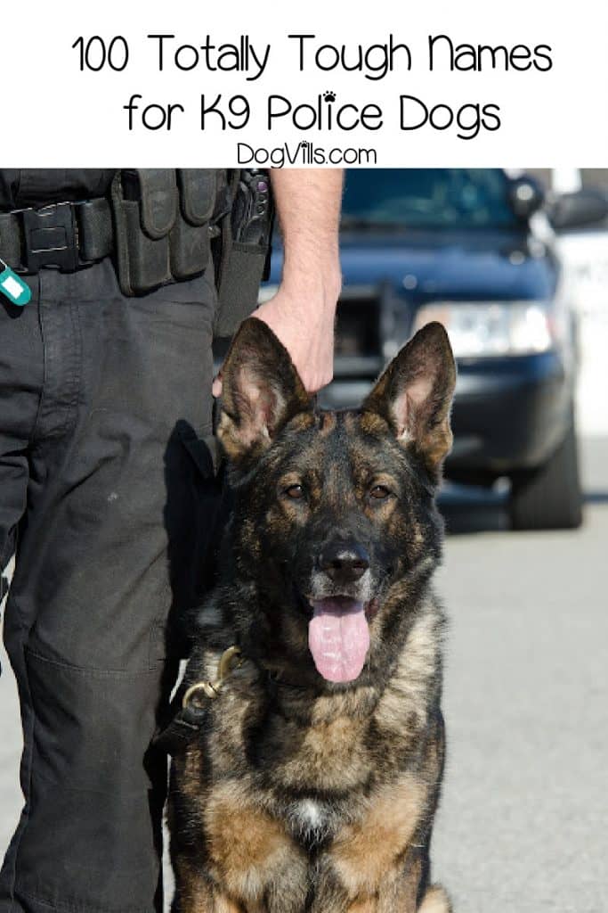 100 Totally Tough Police Dog Names - DogVills