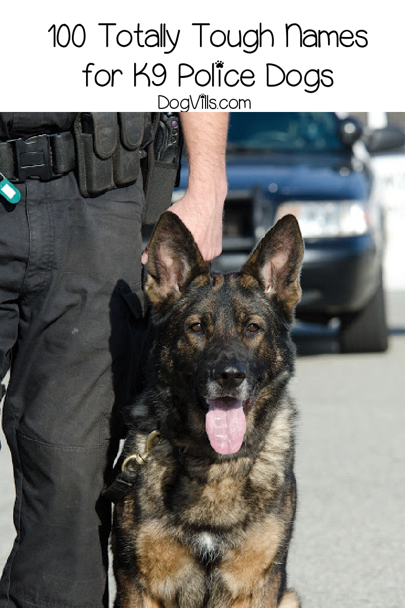 100 Totally Tough Police Dog Names - http://www.dogvills.com