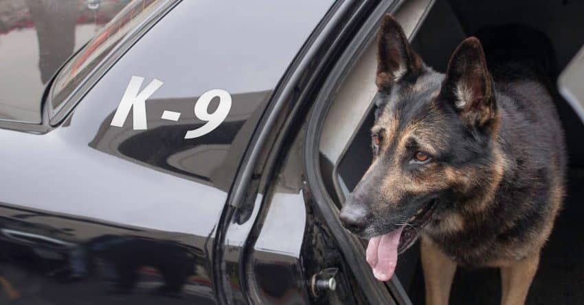 If you're looking for some tough police dog names for your favorite pup, then here is where you should be. Check out 100 that we love!