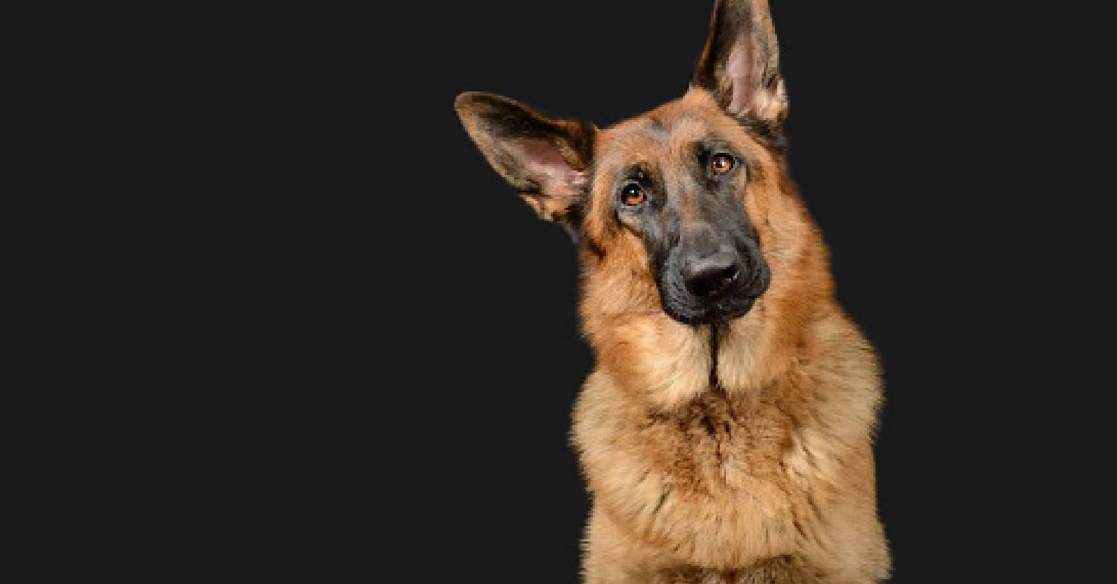 100 Totally Tough Police Dog Names - http://www.dogvills.com