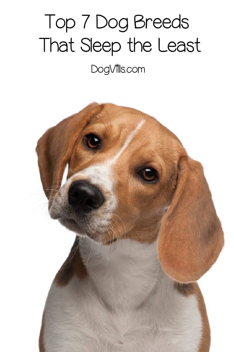 big goldfish aquarium