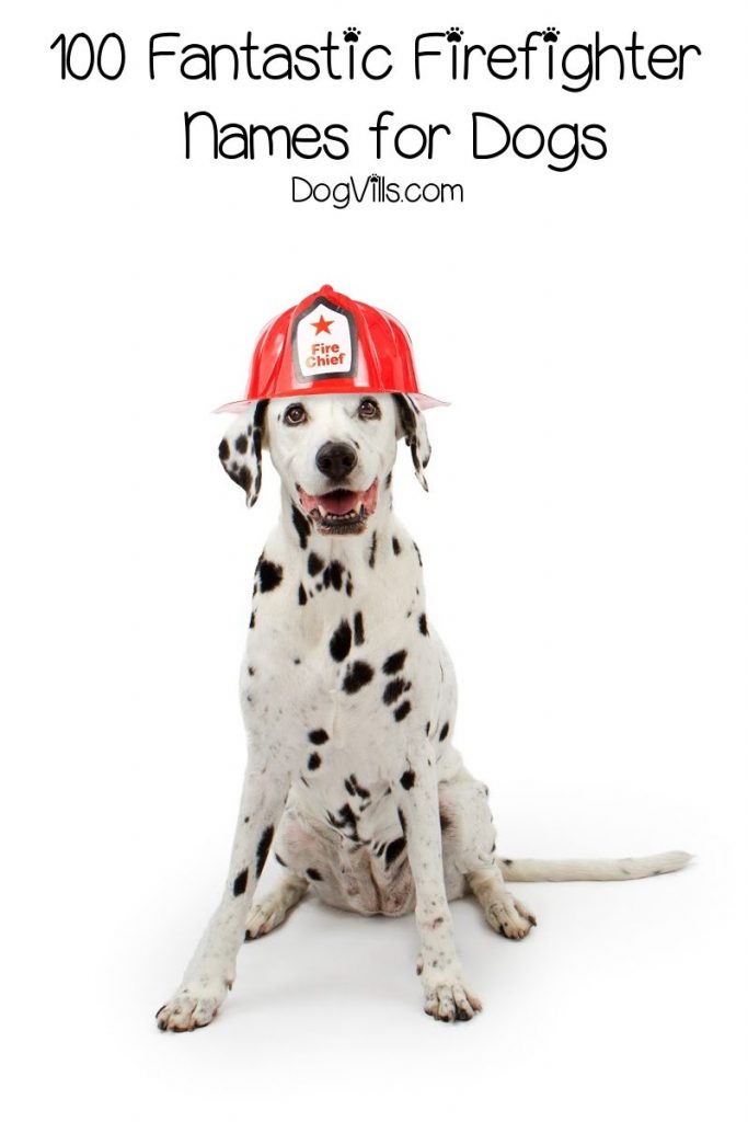 100 Fantastic Firefighter Dog Names for Males & Females ...