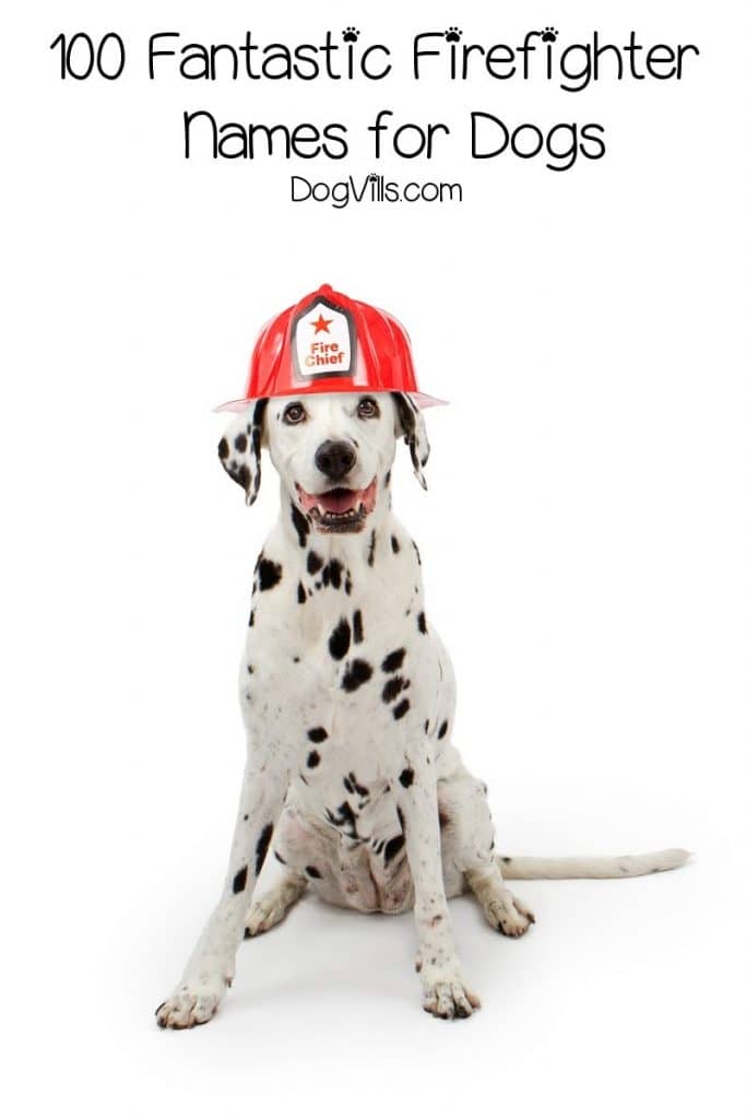 100 Fantastic Firefighter Dog Names For Males Females DogVills