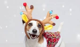 Looking for some of the cutest Christmas advent calendars and holiday treats for dogs? Check out 15 that your dog will devour!