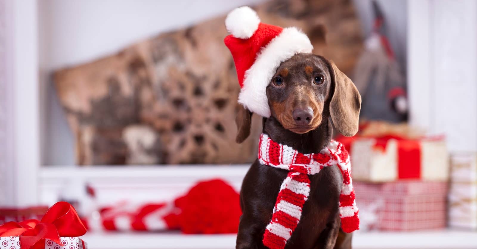 15 Cute Christmas Advent Calendars & Limited-Edition Holiday Treats For Dogs - DogVills