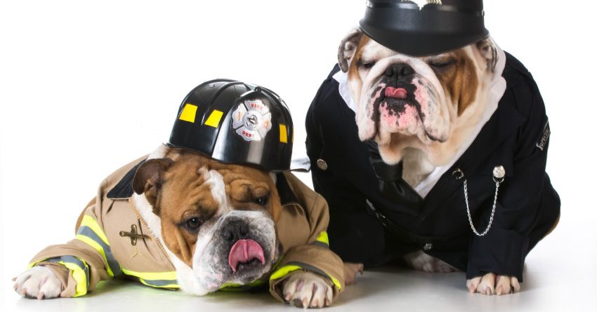 Need some fantastic firefighter dog names? We've got you covered with 100 ideas inspired by one of the noblest professions.