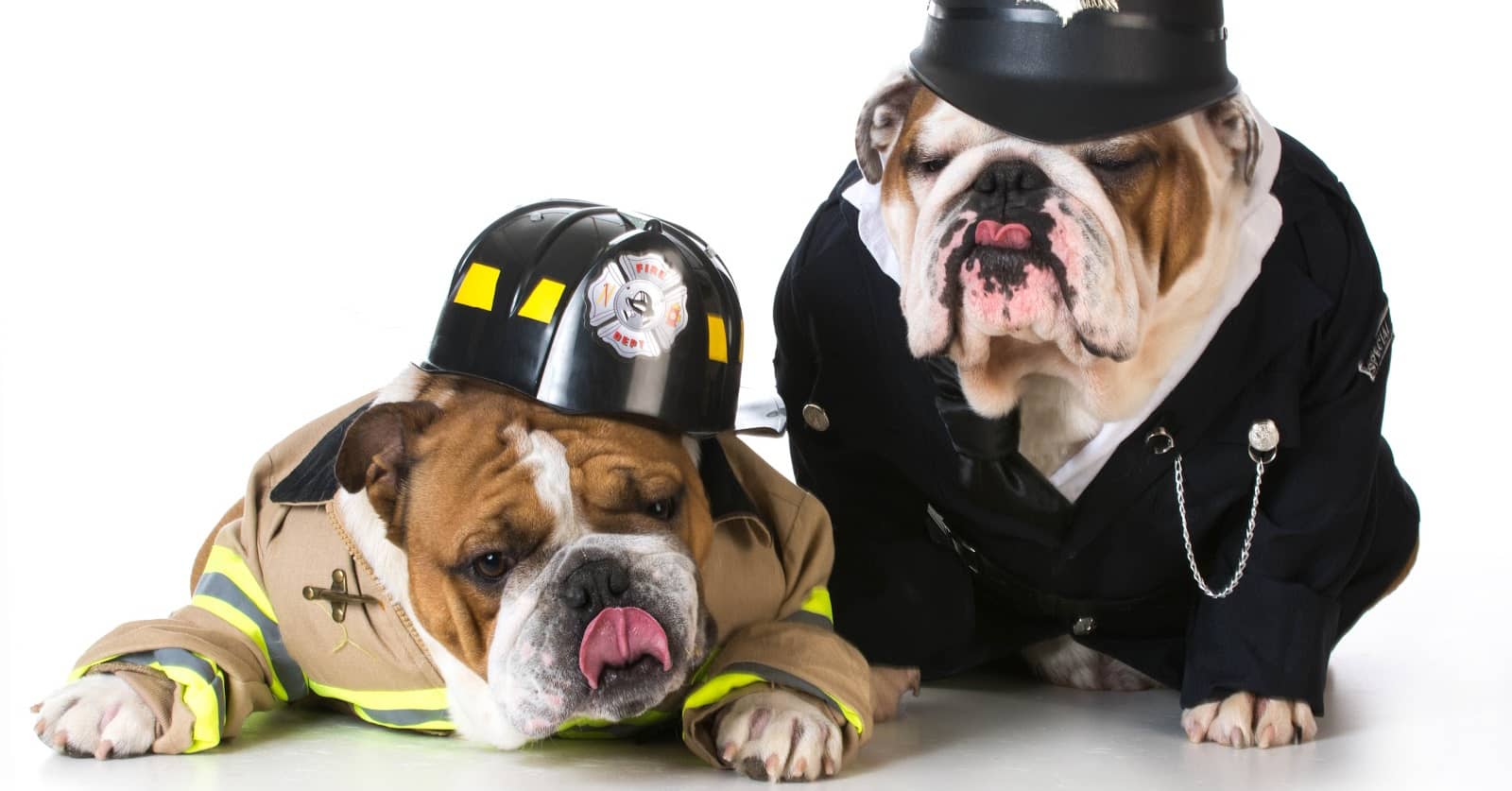 100 Fantastic Firefighter Dog Names for Males & Females DogVills