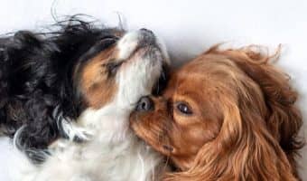 These tips will help make your second dog sleeping arrangements go more smoothly, whether you're introducing a puppy or an older second dog!