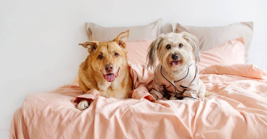 These tips will help make your second dog sleeping arrangements go more smoothly, whether you're introducing a puppy or an older second dog!