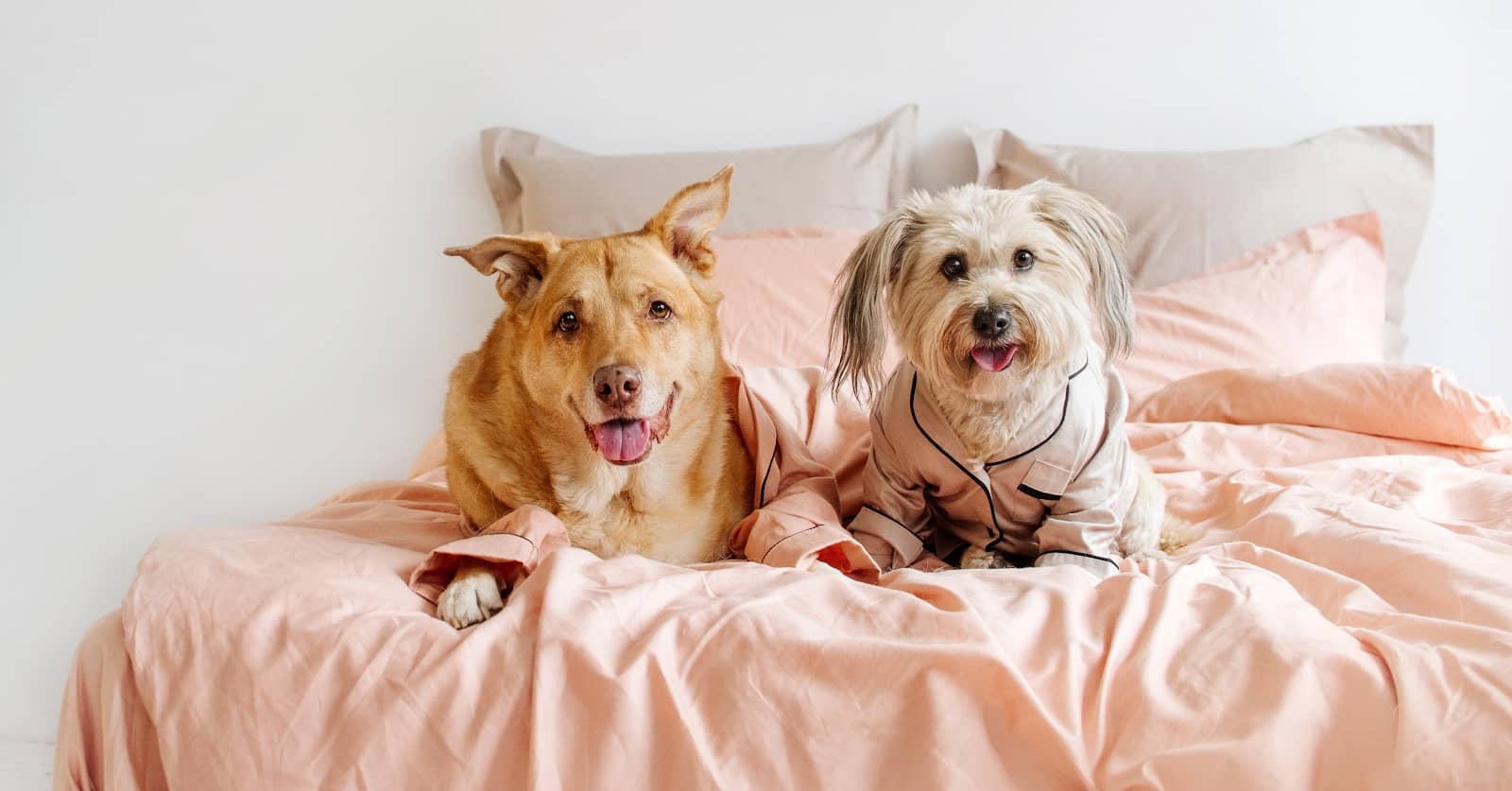 Second Dog Sleeping Arrangements When You Don't Have Enough Room DogVills