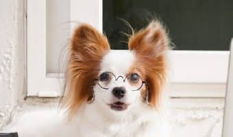 Looking for the best pet technology products? We've got you covered! Check out 10 high-tech dog gear items that will make your life easier!