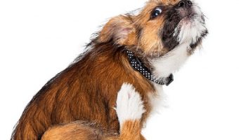 What can I put on my dog to prevent fleas? We're discussing the numerous types of flea prevention and their pros and cons.
