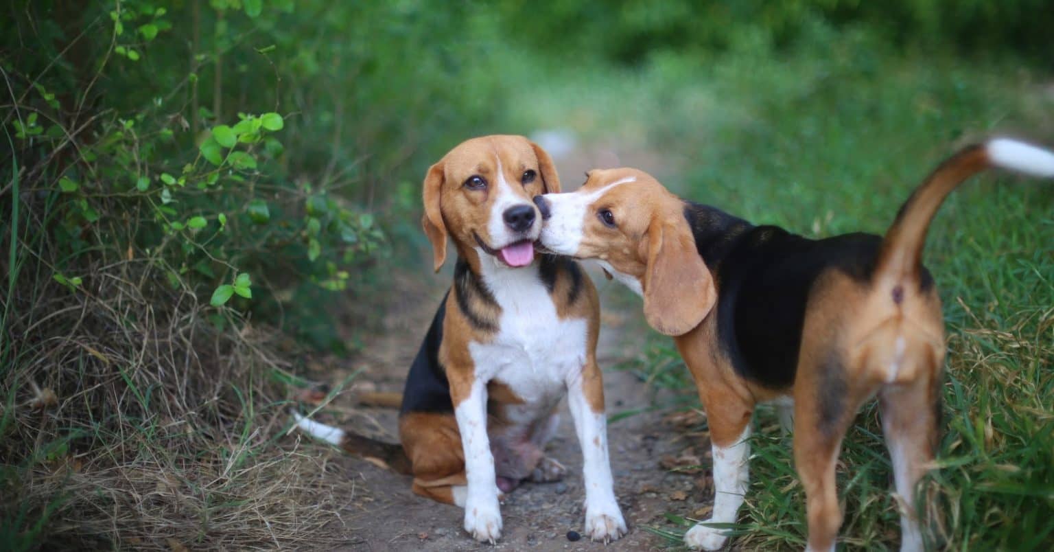 7 Fascinating Reasons Why Dogs Kiss Each Other DogVills