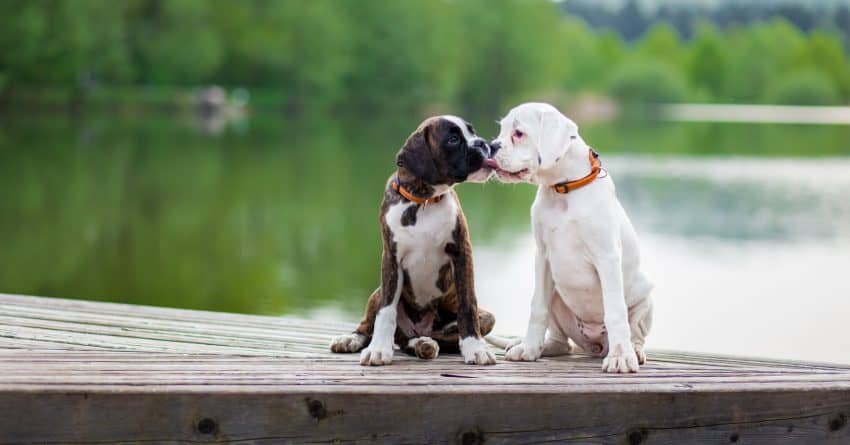 what does it mean when dogs kiss you