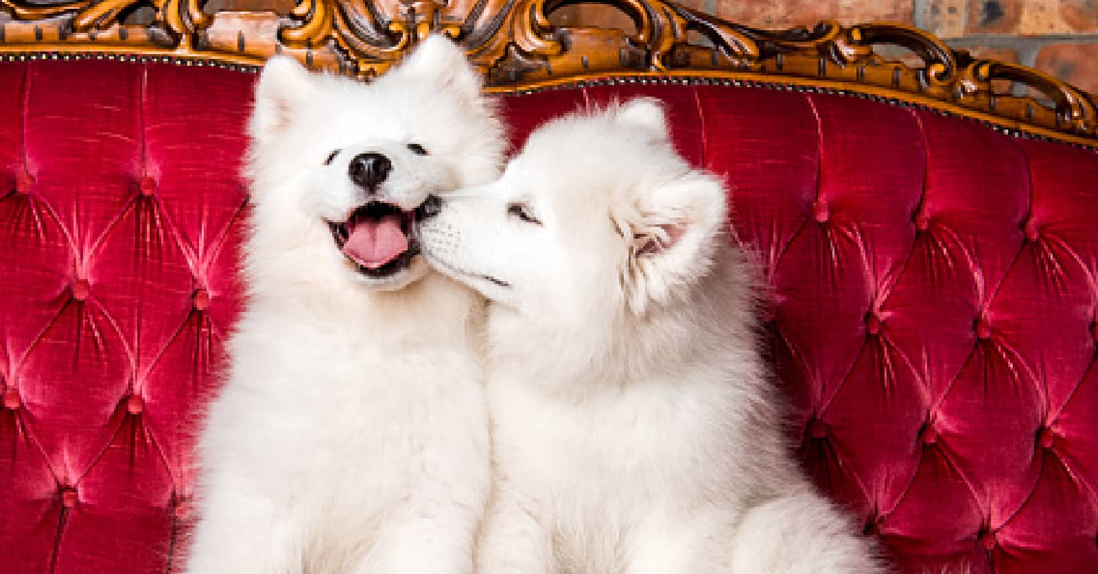 what does it mean when dogs kiss you