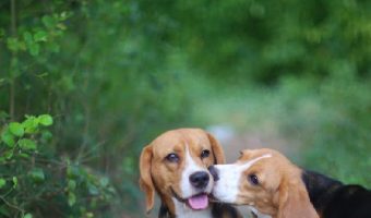 There’s nothing cuter than two dogs “smooching,” but you’re bound to wonder why dogs kiss each other at all? Check out 7 reasons!
