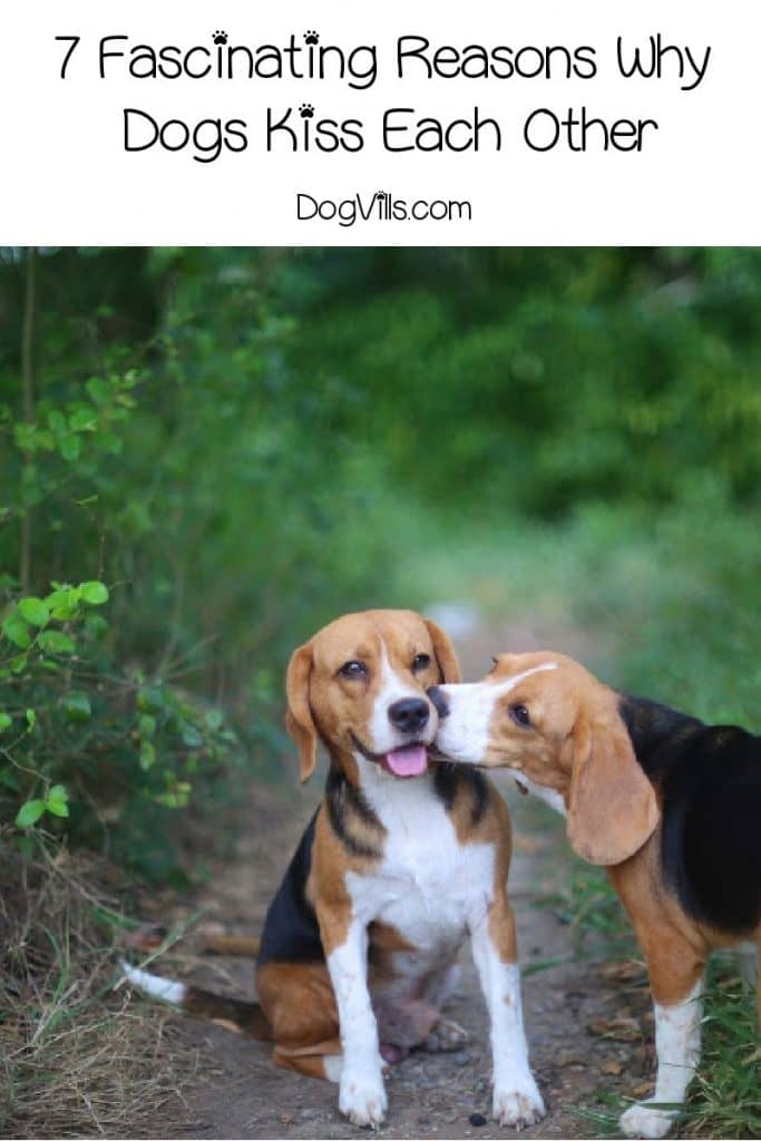 7 Fascinating Reasons Why Dogs Kiss Each Other DogVills