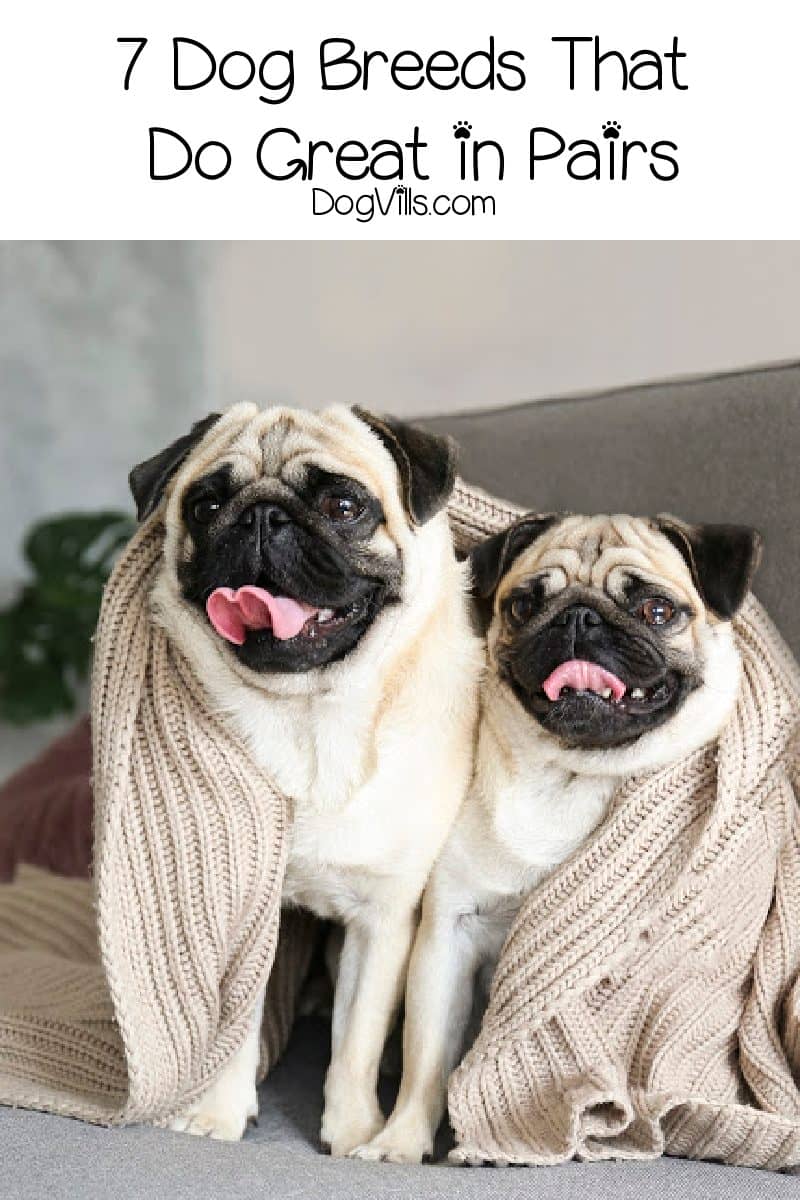 7 Best Dogs to Get In Pairs DogVills