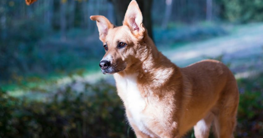 The family-oriented Carolina Dog temperament and their extremely good health make them excellent pets. Read on for a detailed guide!